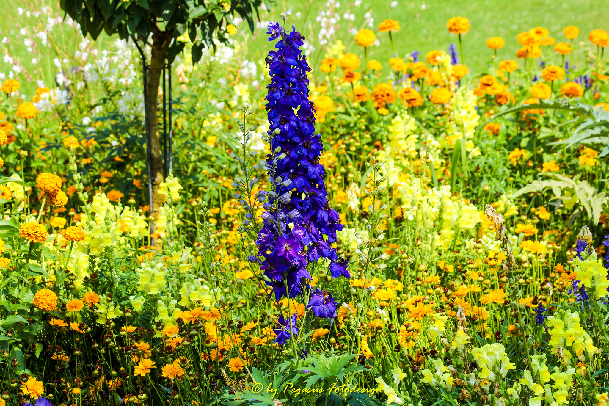 Canon EF 75-300mm F4.0-5.6 IS USM sample photo. Farbenfroh  photography