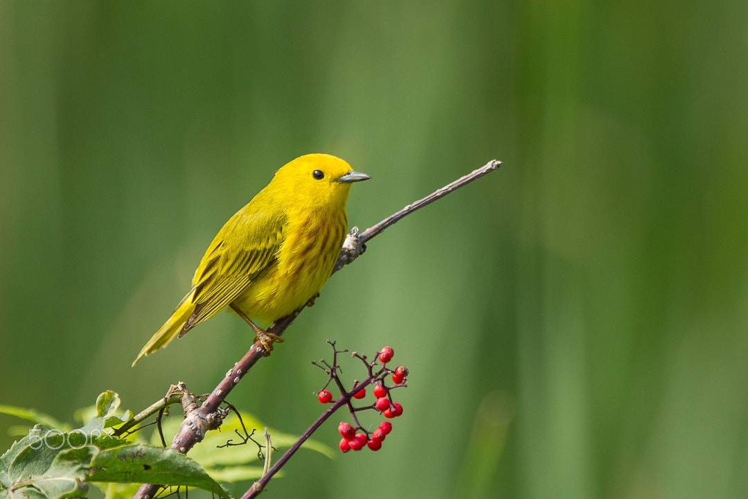 Canon EOS-1D Mark IV + Canon EF 300mm F2.8L IS USM sample photo. Yellow and red photography