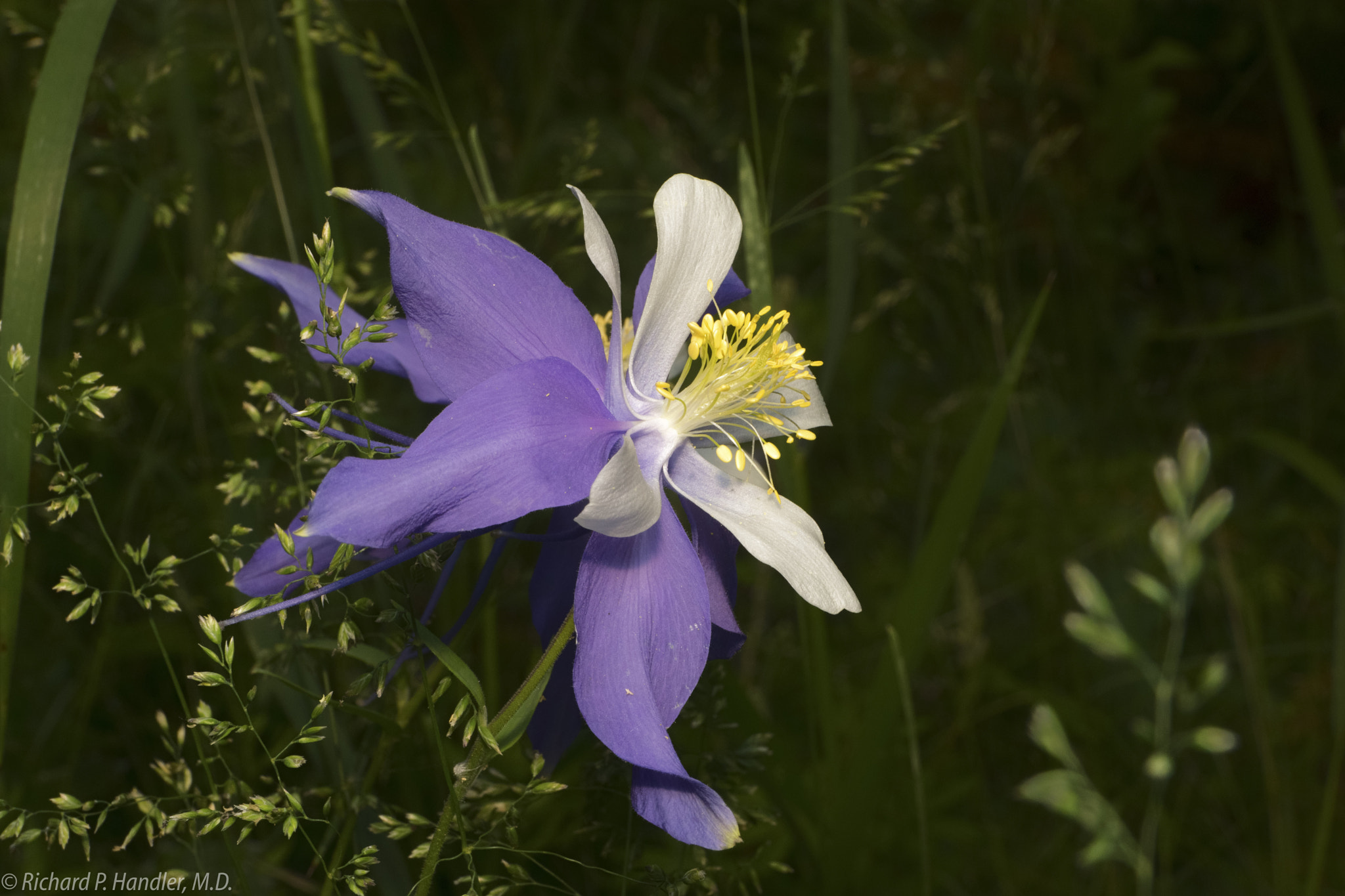 E 50mm F2.8 sample photo. Columbine photography