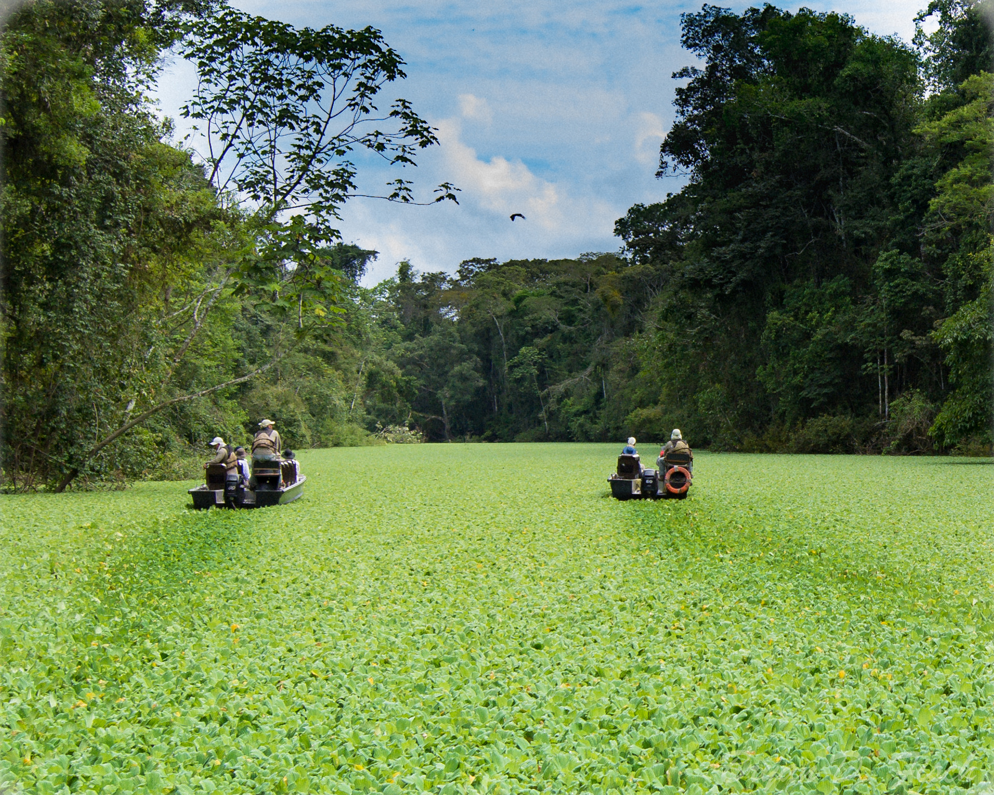 Nikon AF-S Nikkor 14-24mm F2.8G ED sample photo. Amazon river lettuce photography