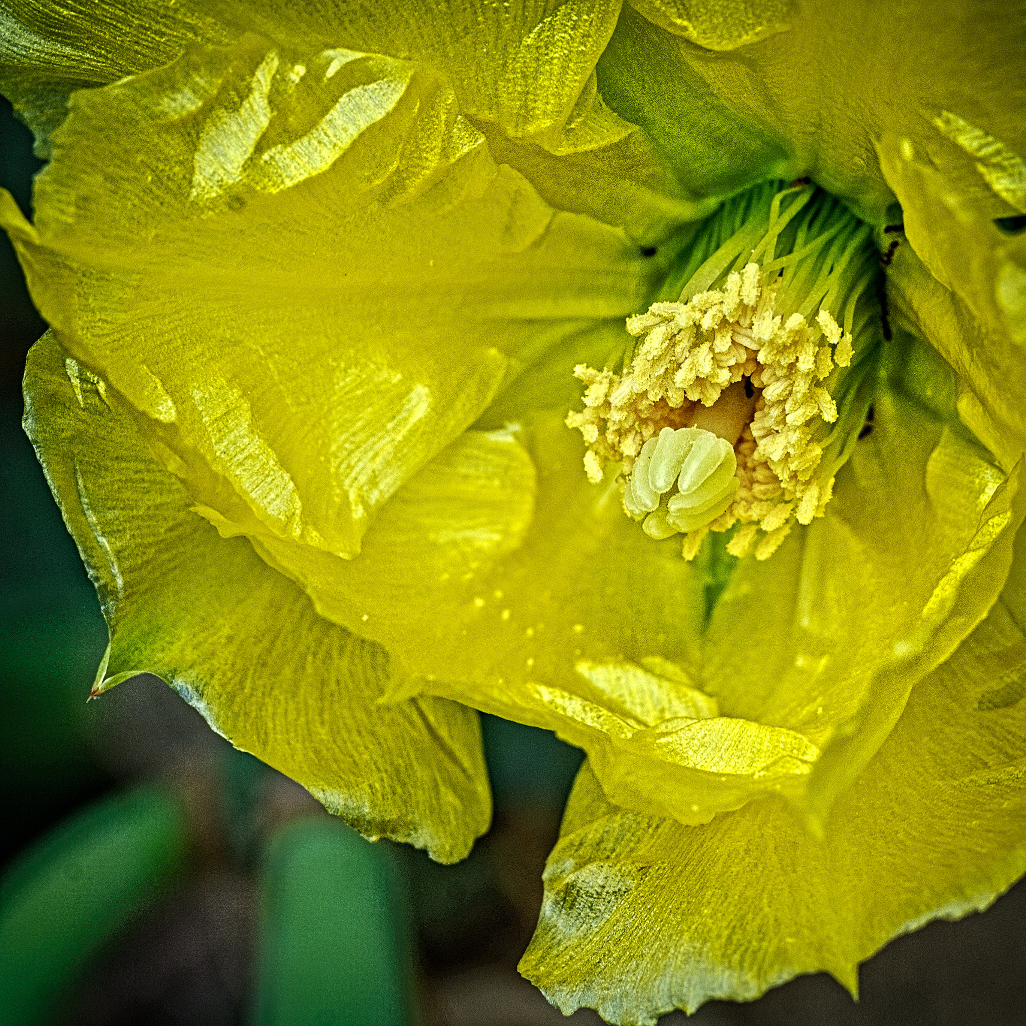 Nikon D40X sample photo. Flower - cactus photography