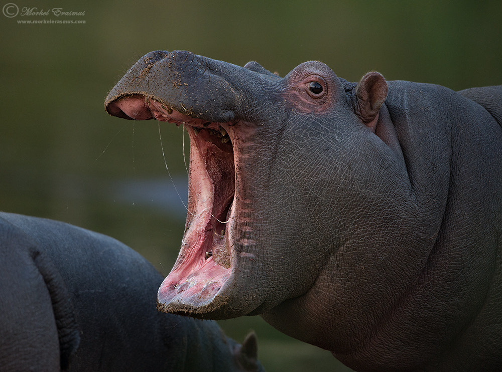 Nikon D3S + Nikon AF-S Nikkor 500mm F4G ED VR sample photo. Toothless! photography