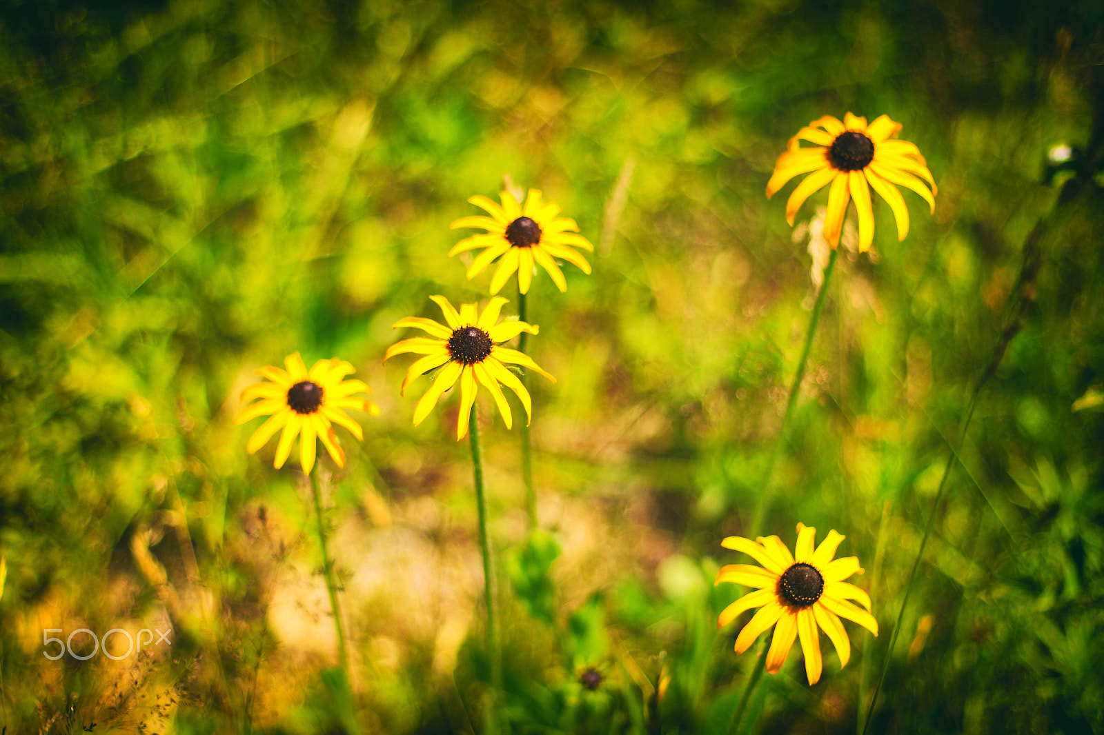 Canon EOS 650D (EOS Rebel T4i / EOS Kiss X6i) + Canon EF 50mm F1.8 II sample photo. Five flowers photography
