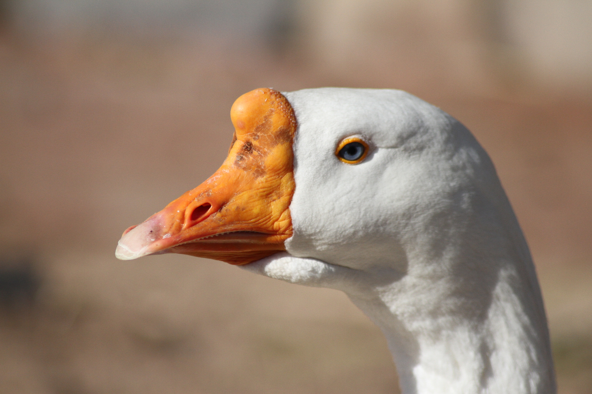 Canon EOS 7D + Tamron AF 70-300mm F4-5.6 Di LD Macro sample photo. Like a big goose boss photography
