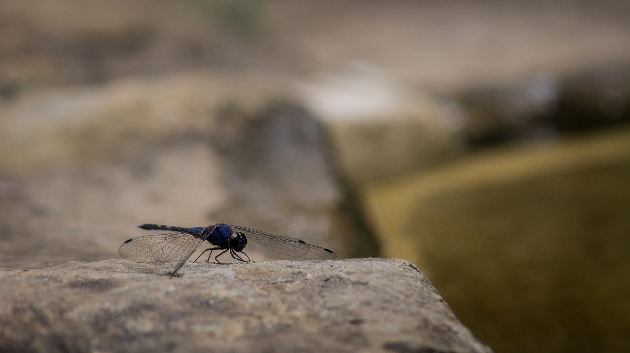 Sony DT 55-200mm F4-5.6 SAM sample photo. Dragonfly photography
