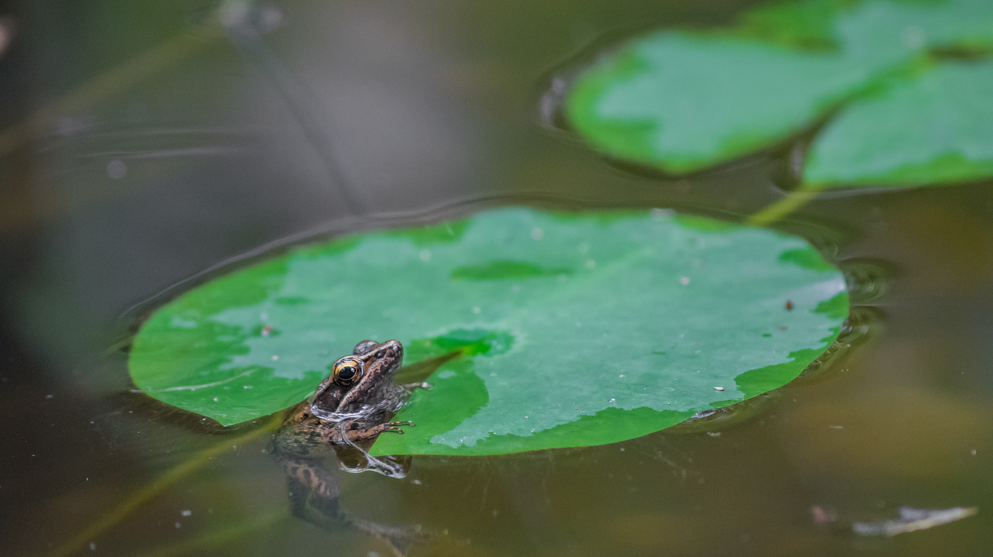 Sony SLT-A33 + Sony DT 55-200mm F4-5.6 SAM sample photo. Frog peeking out of lilypad photography