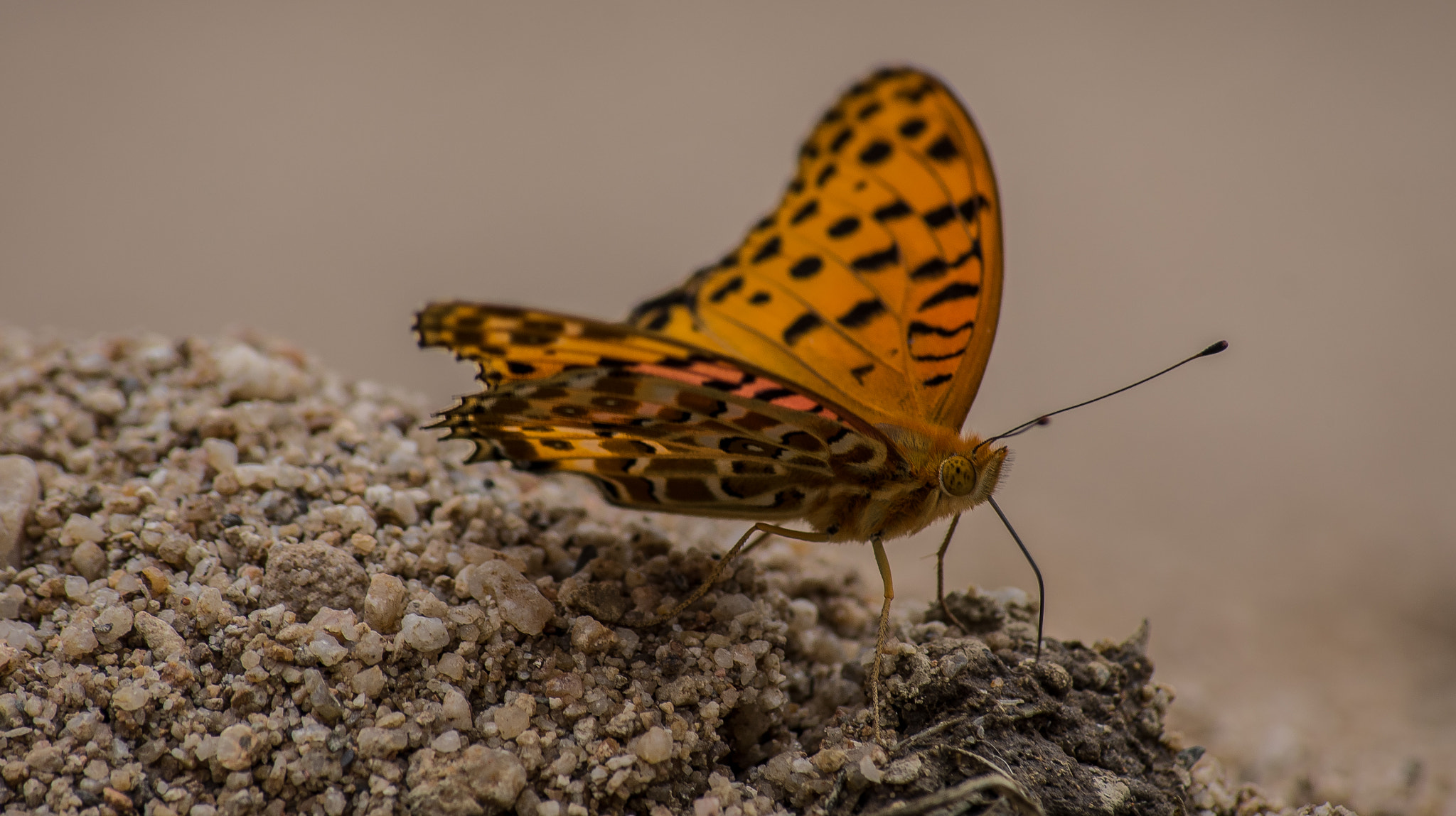 Sony DT 55-200mm F4-5.6 SAM sample photo. Butterfly photography