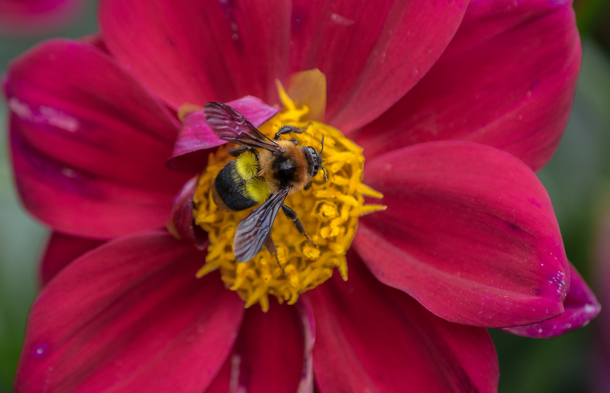 Sony DT 55-200mm F4-5.6 SAM sample photo. Bee photography