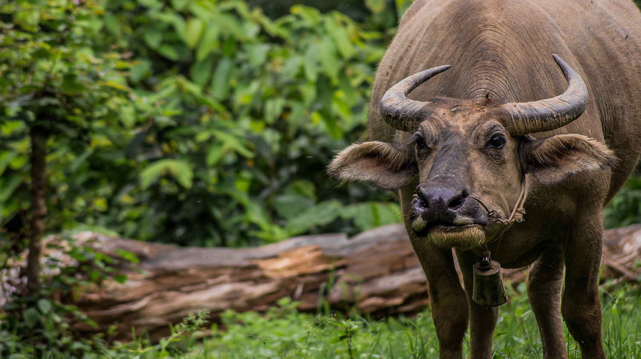Sony DT 55-200mm F4-5.6 SAM sample photo. Water buffalo photography