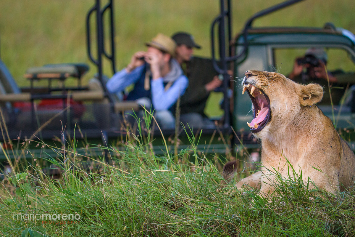 Canon EOS-1D X + Canon EF 200-400mm F4L IS USM Extender 1.4x sample photo. A lion sighting photography