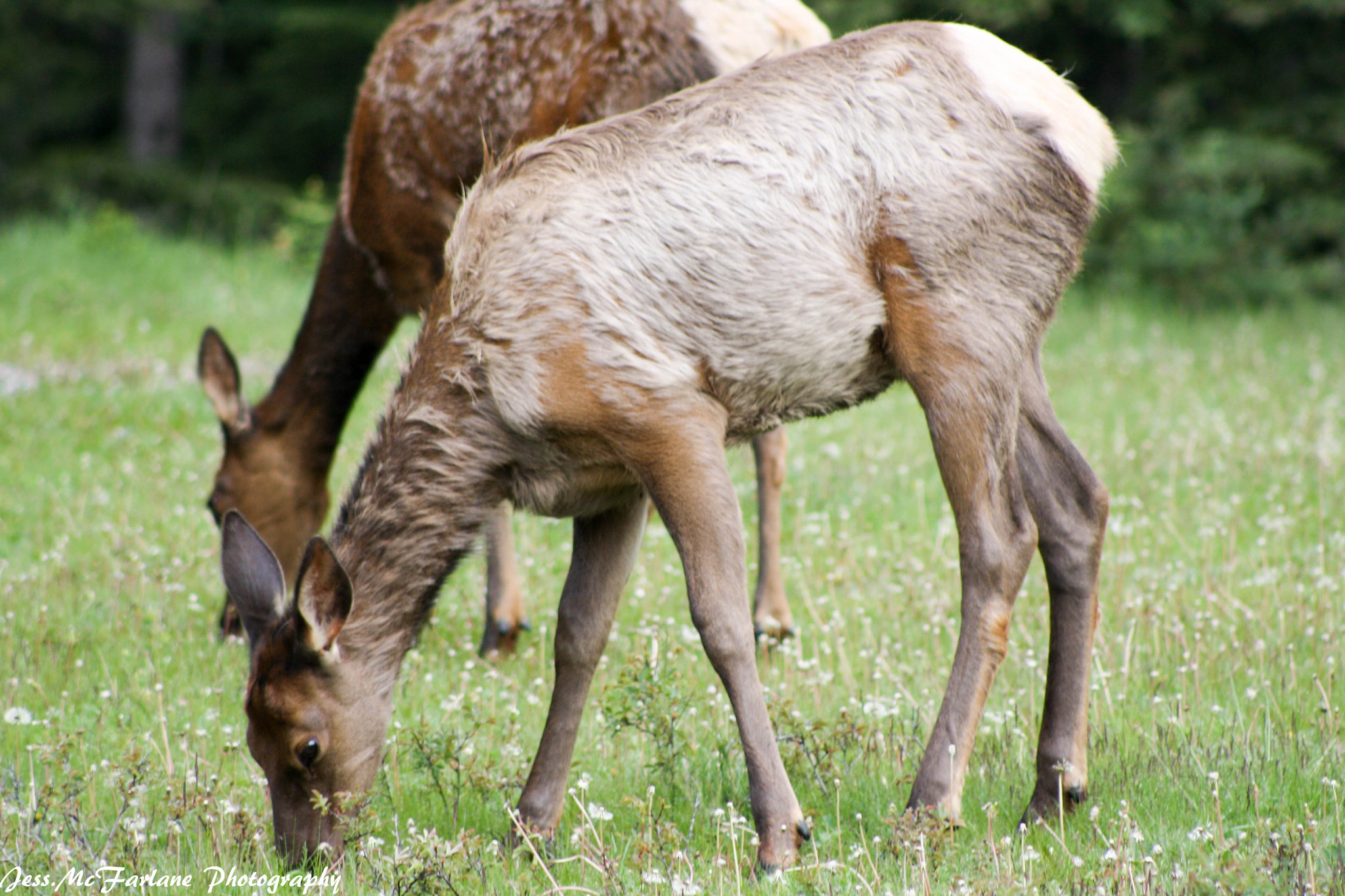 Canon EOS 1000D (EOS Digital Rebel XS / EOS Kiss F) sample photo. Elk photography