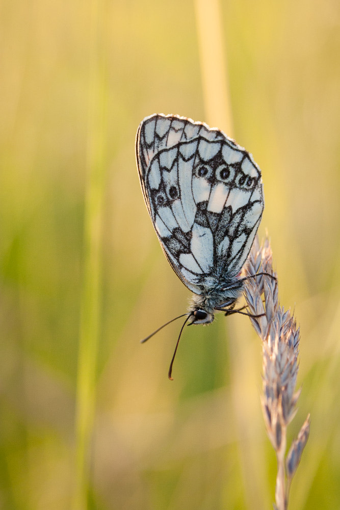 Canon EF 28-105mm F4.0-5.6 USM sample photo. Echec et bas photography