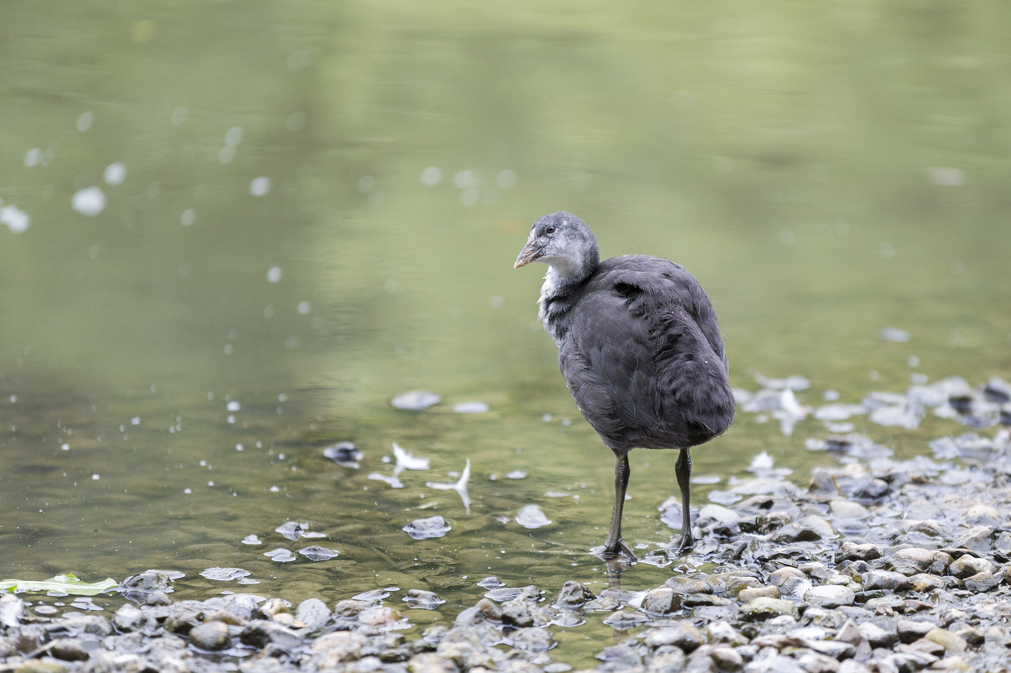 Canon EOS-1D X + Sigma 70-200mm F2.8 EX DG OS HSM sample photo. Young coot photography