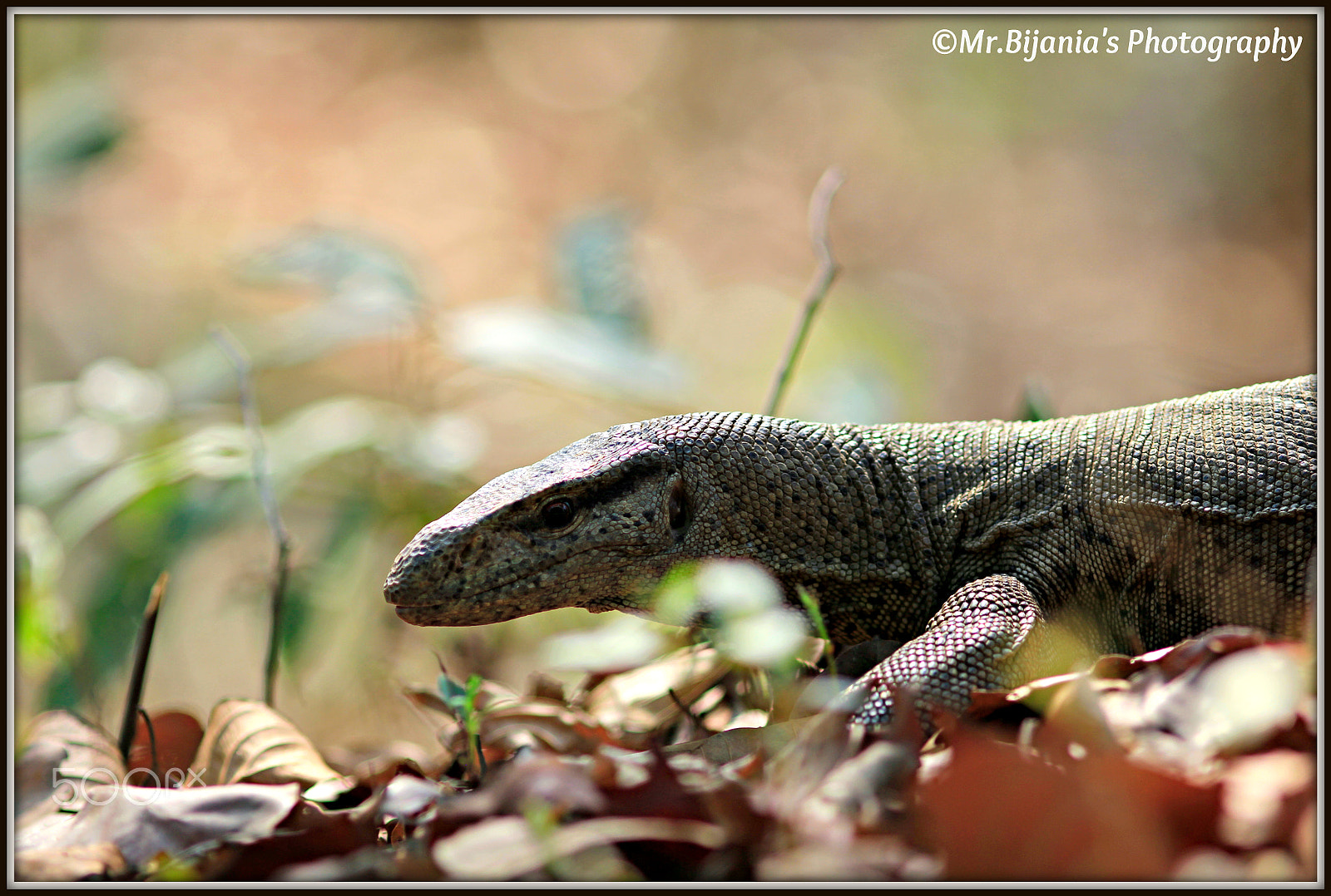 Canon EOS 60D + Canon EF 200mm F2.8L II USM sample photo. Monitor photography