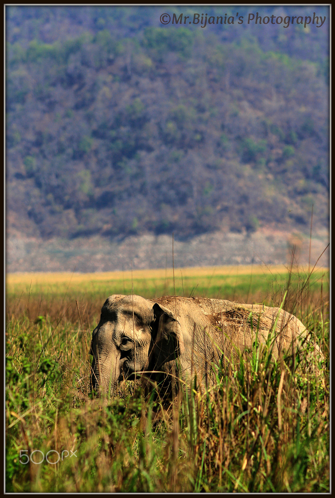 Canon EOS 60D + Canon EF 200mm F2.8L II USM sample photo. Tri-colors photography