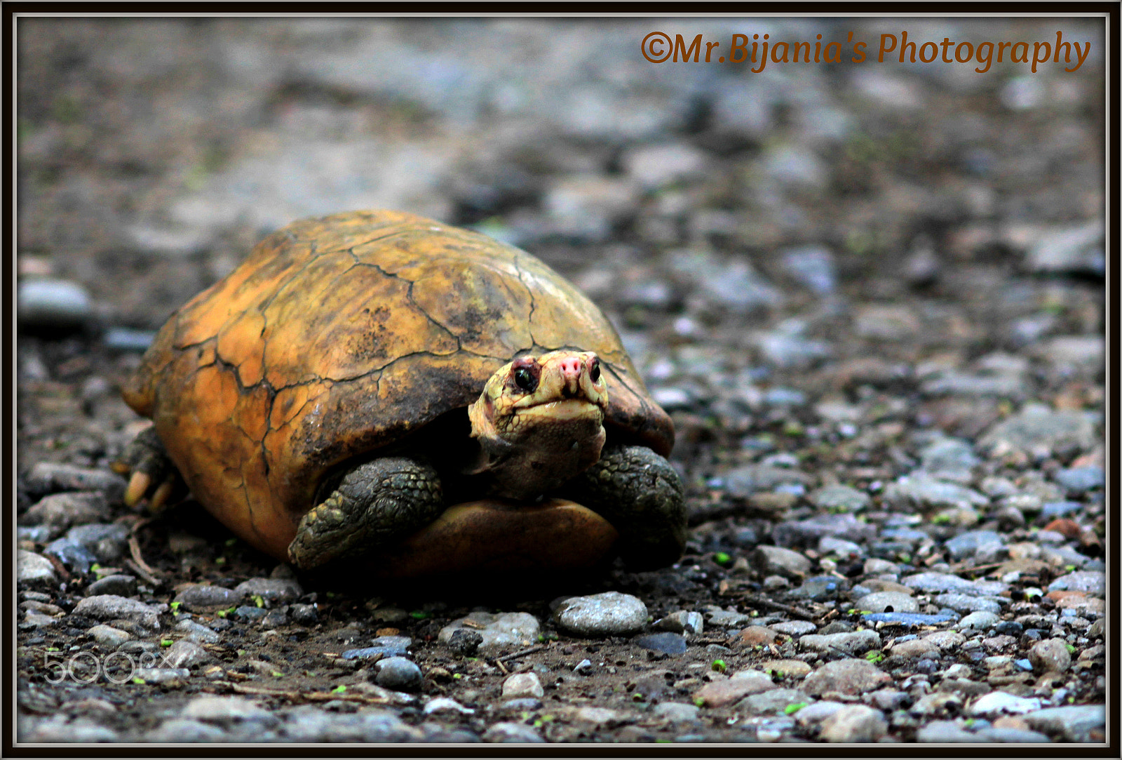 Canon EOS 60D + Canon EF 200mm F2.8L II USM sample photo. Yellow-tortoise photography