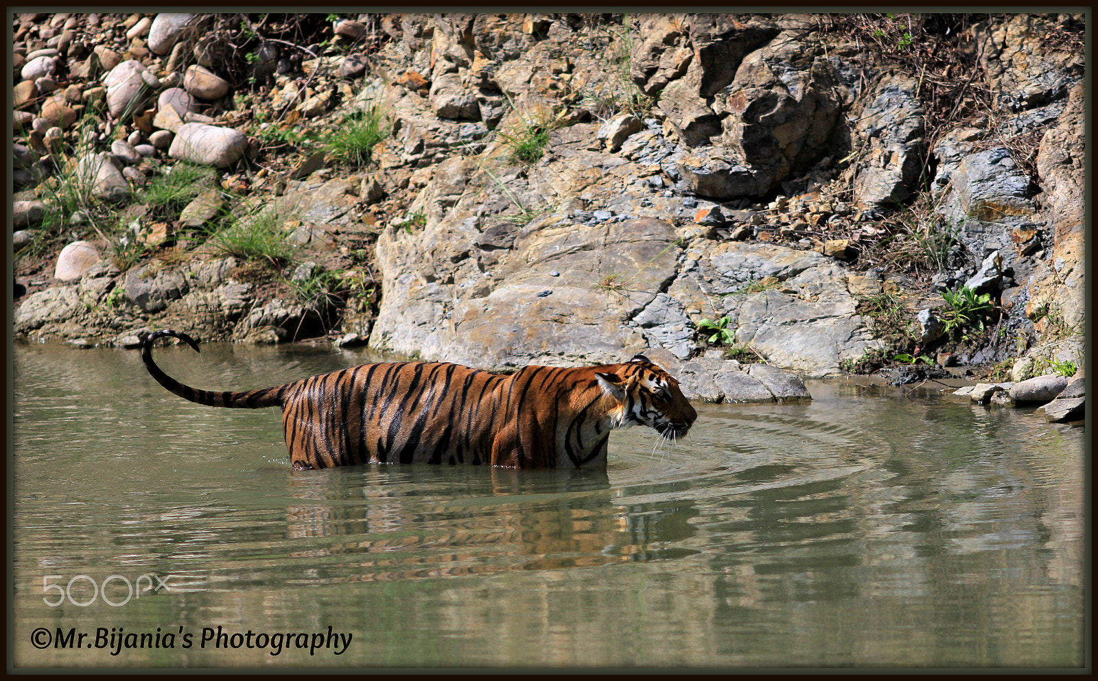 Canon EOS 60D + Canon EF 200mm F2.8L II USM sample photo. Paarwali-queen photography