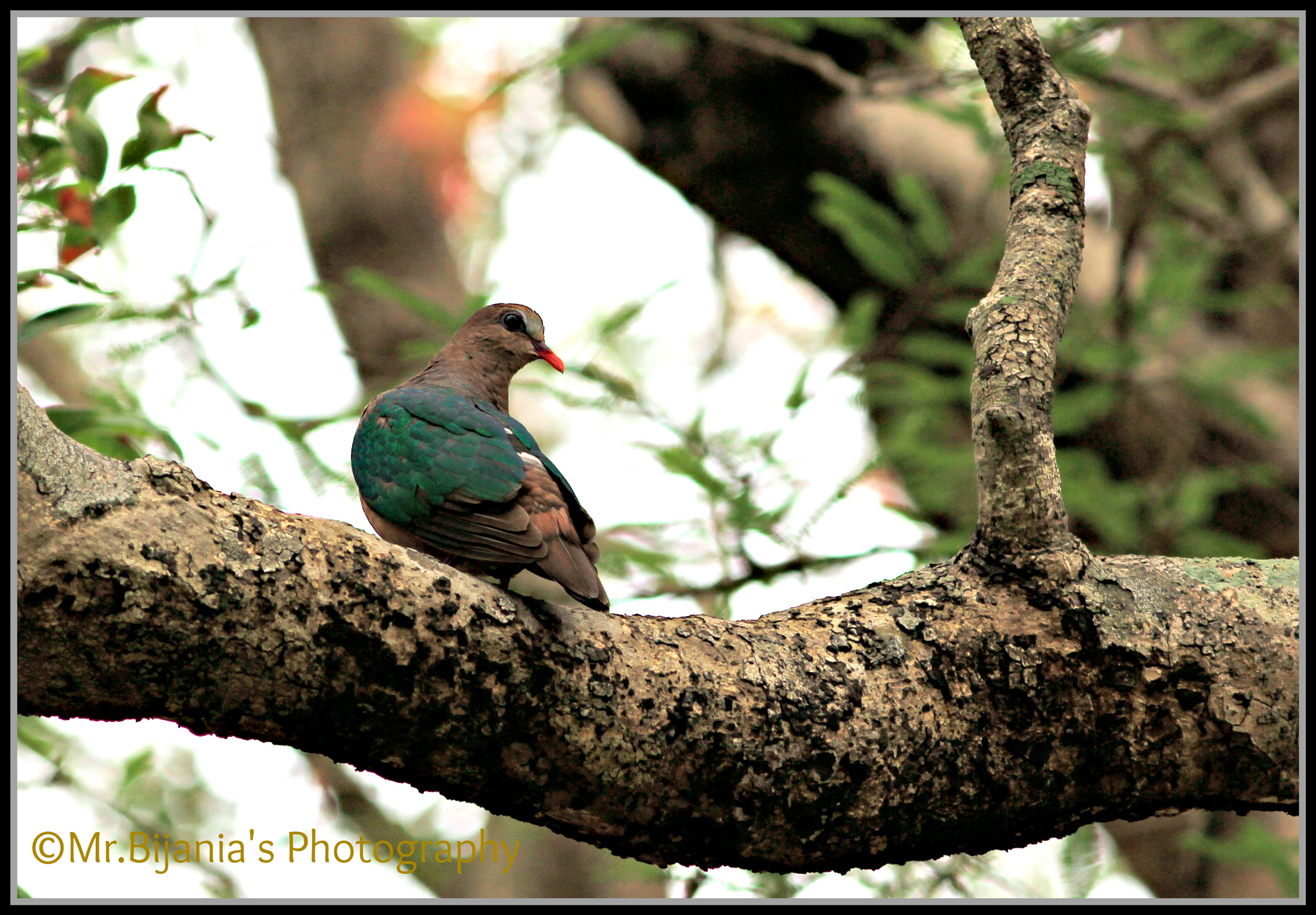 Canon EOS 60D + Canon EF 200mm F2.8L II USM sample photo. Green-dove.jpg photography