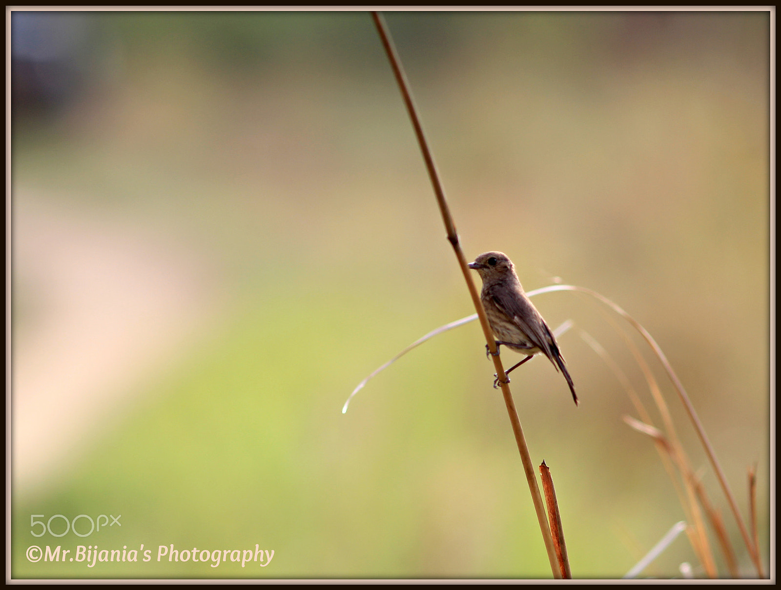 Canon EOS 60D + Canon EF 200mm F2.8L II USM sample photo. Prinia photography