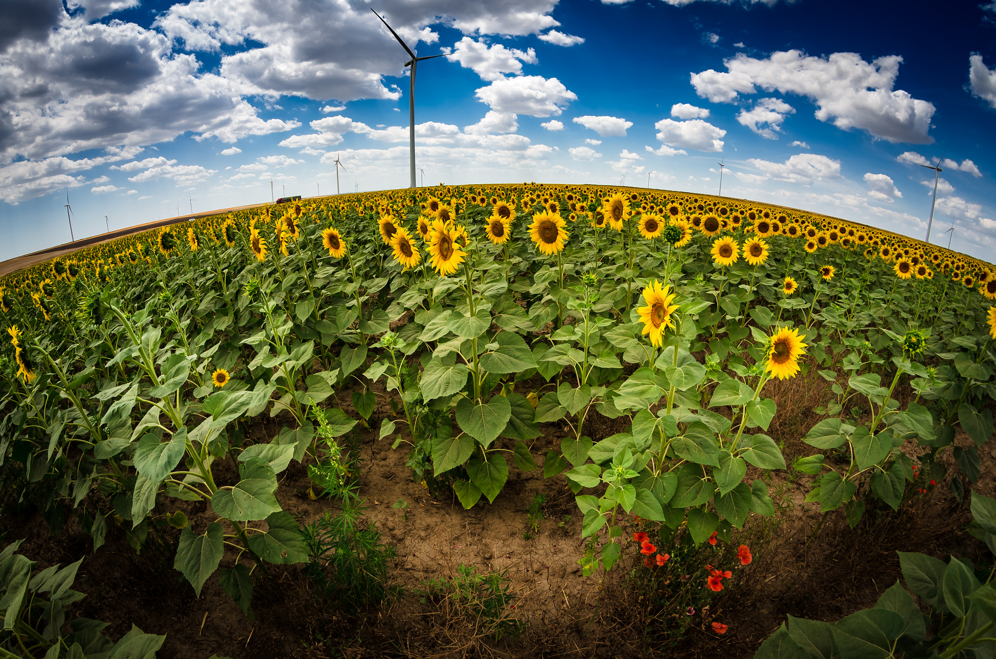 Samyang 8mm F3.5 Aspherical IF MC Fisheye sample photo. Relax... photography