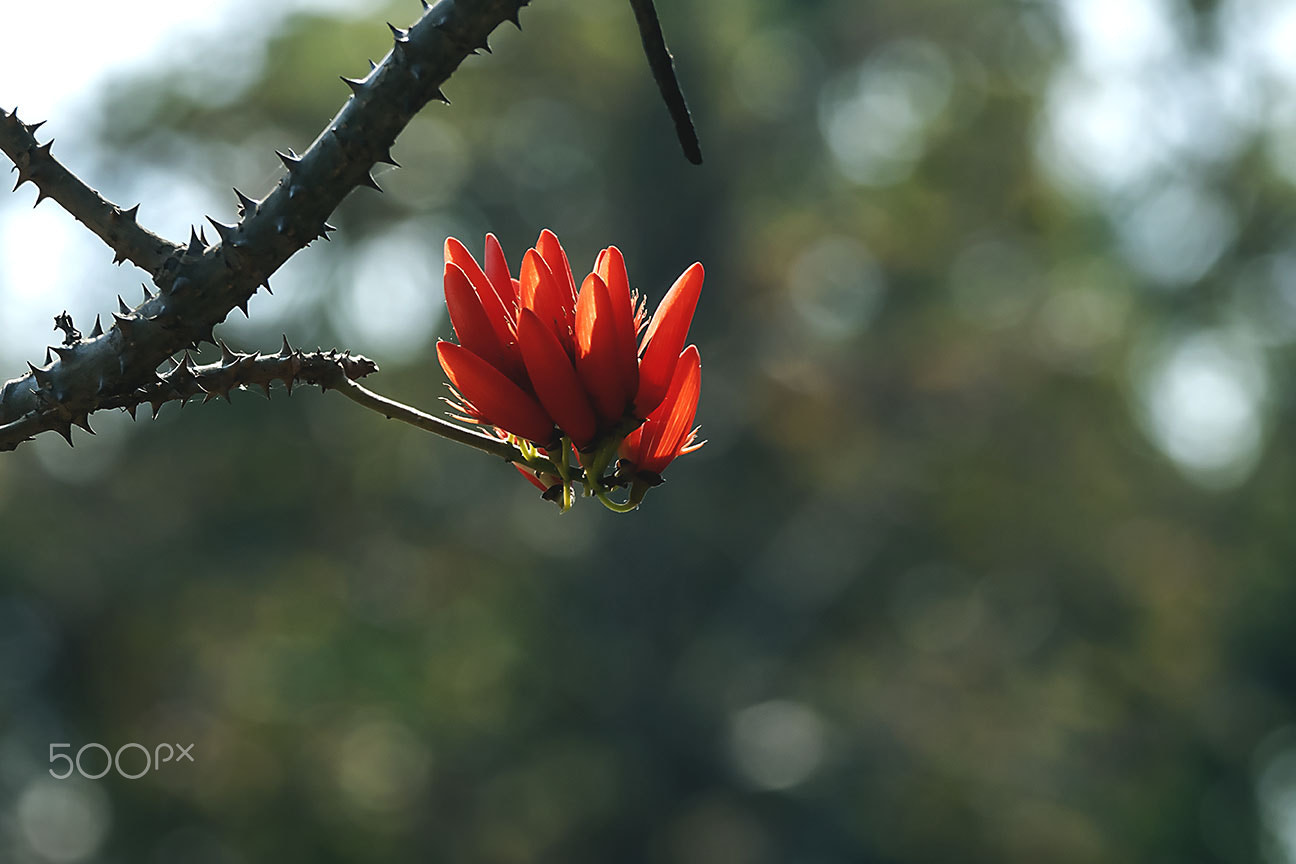 Nikon D80 sample photo. Wild flower photography
