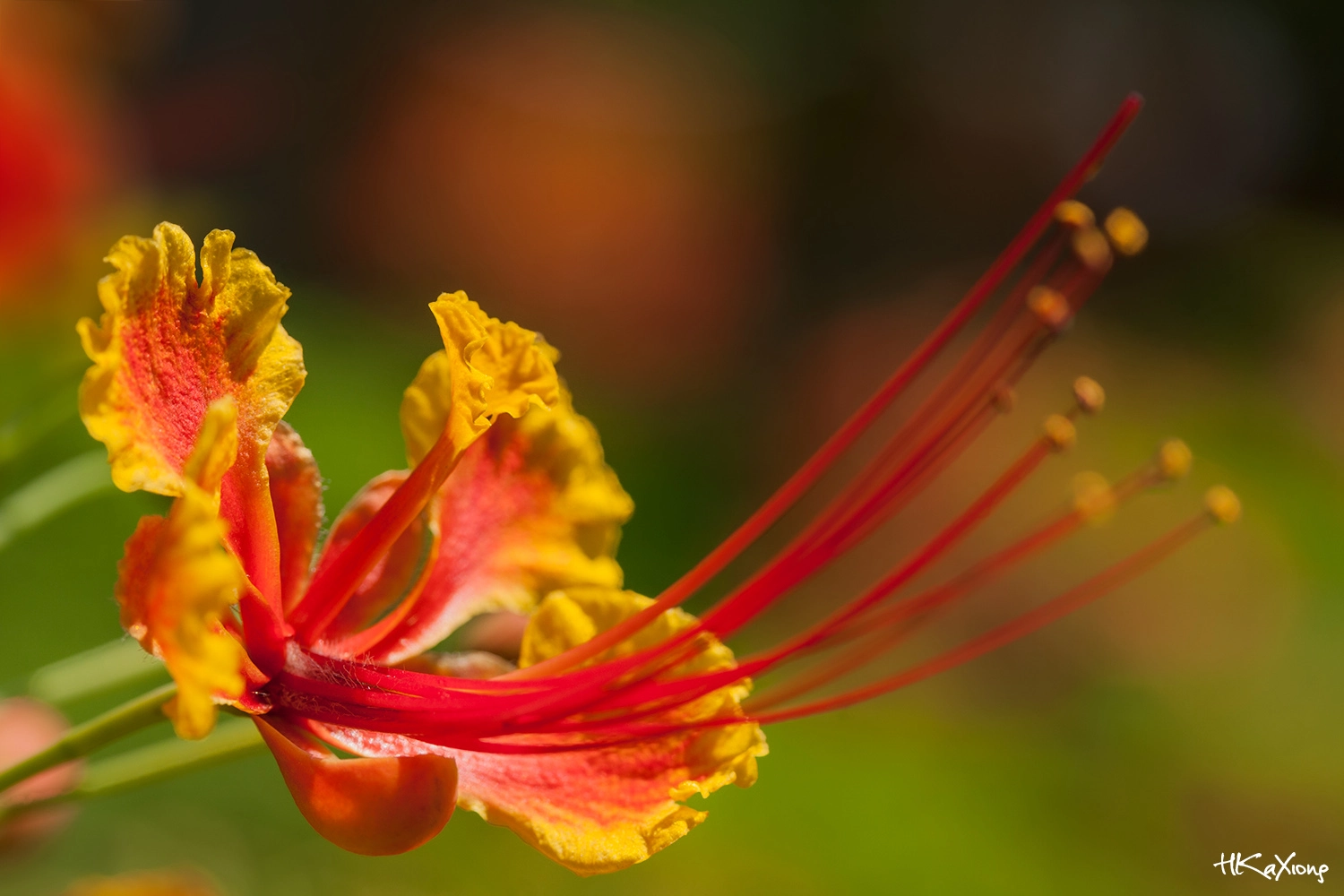 Canon EF-S 60mm F2.8 Macro USM sample photo. Caesalpinia pulcherrima 2 photography