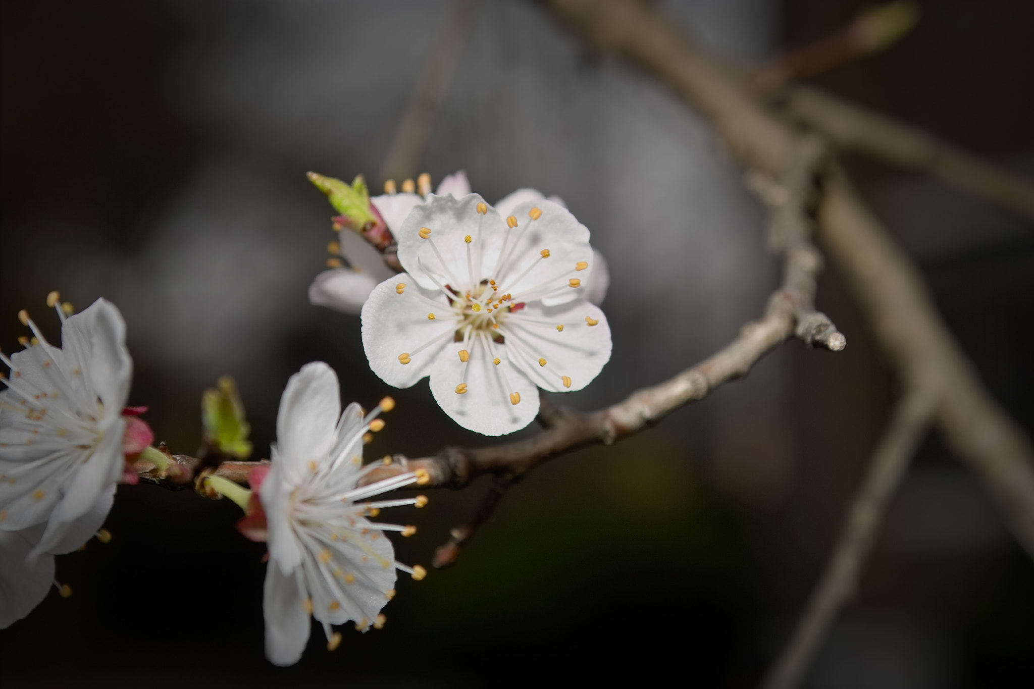 Sigma SD10 sample photo. Cherry blossom photography