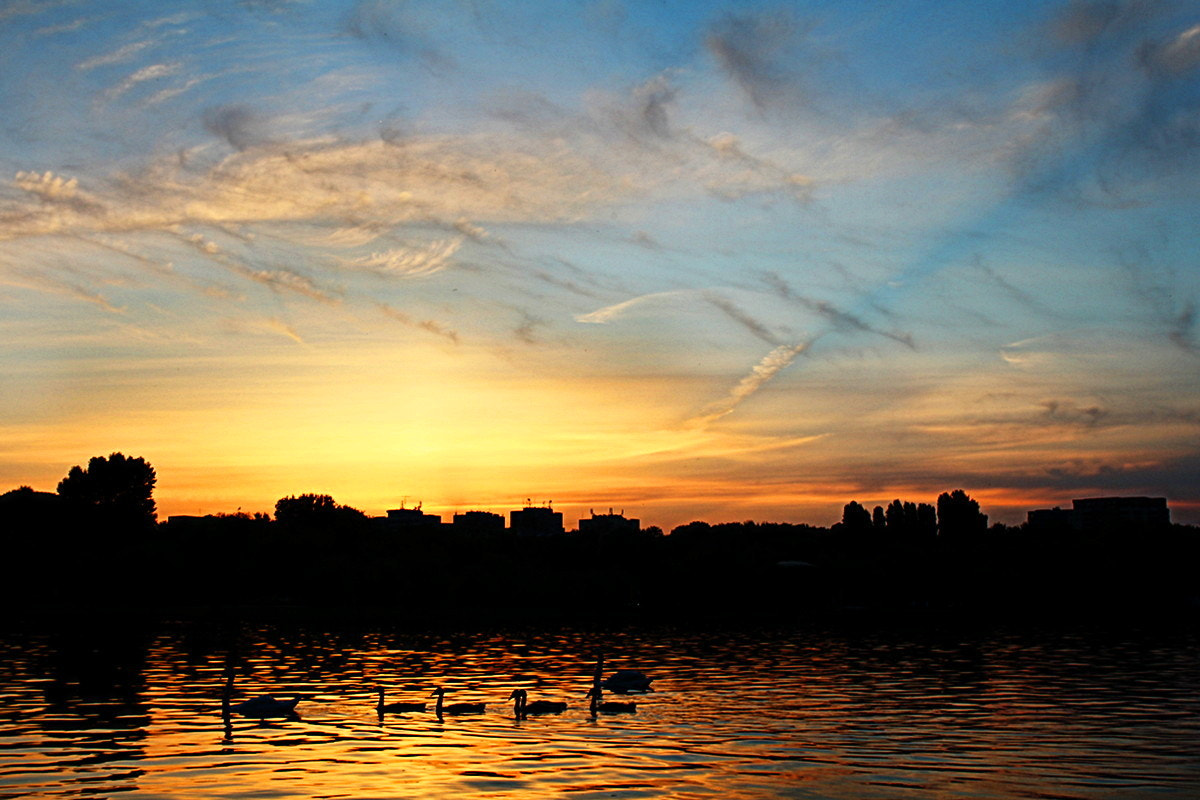 Canon EOS 600D (Rebel EOS T3i / EOS Kiss X5) + Canon EF 24-70mm F4L IS USM sample photo. Sunset with swans photography