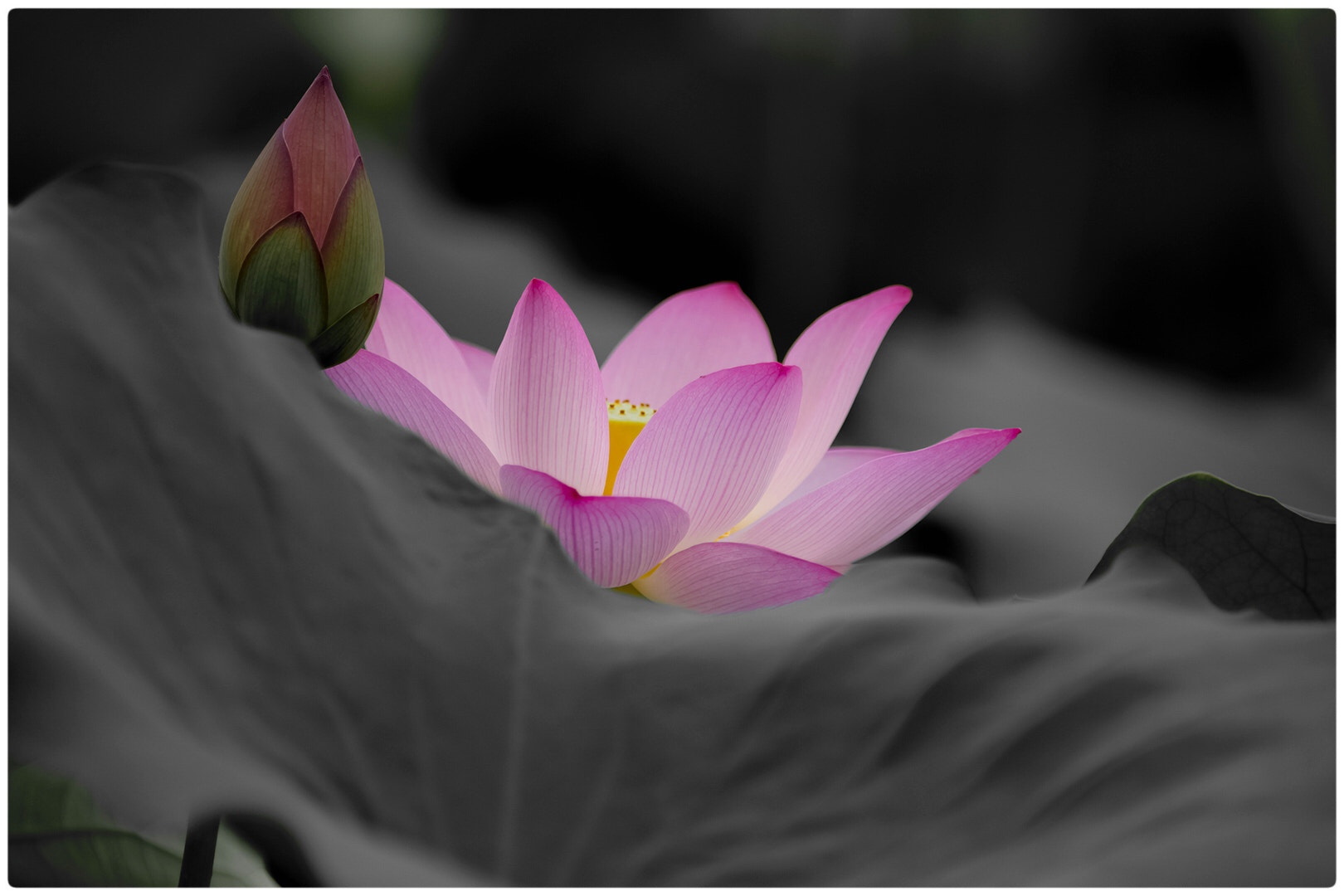 Canon EF 70-200mm F2.8L IS II USM sample photo. Lotus photography