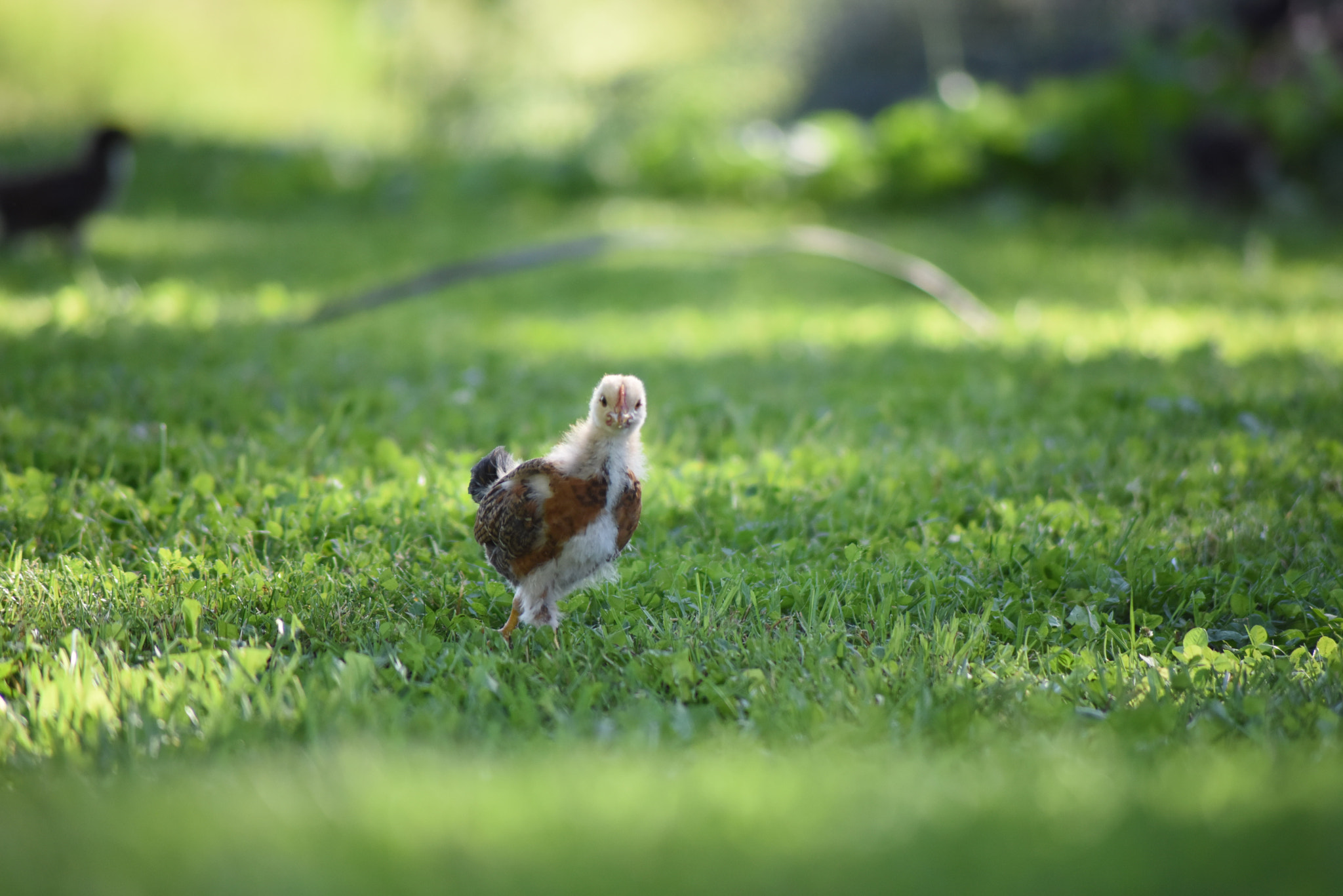 Nikon AF Nikkor 70-300mm F4-5.6G sample photo. Nugget? photography