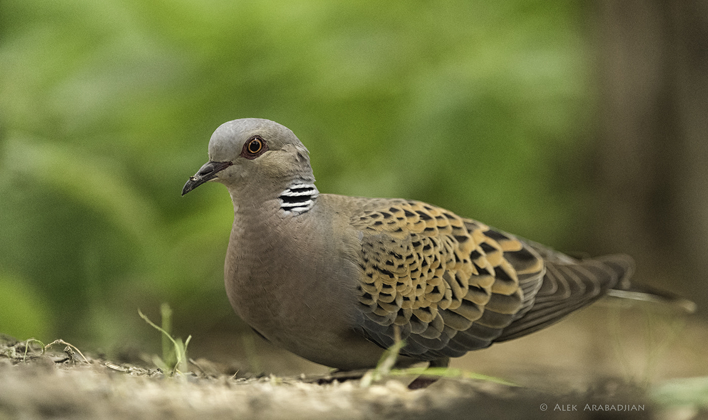 Nikon D5 + Nikon AF-S Nikkor 400mm F2.8E FL ED VR sample photo. The elegant one photography