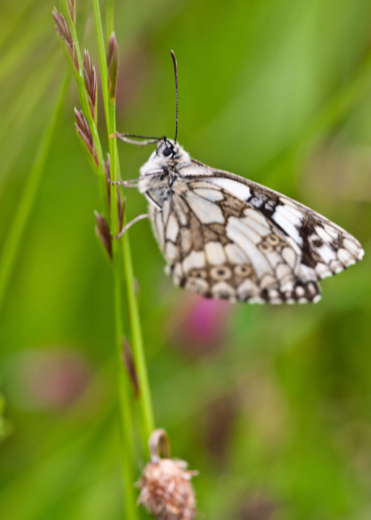 Sigma 105mm F2.8 EX DG OS HSM sample photo. Marbled white photography