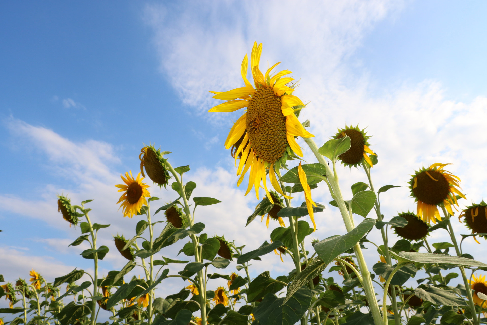 Canon EOS 750D (EOS Rebel T6i / EOS Kiss X8i) sample photo. Sunflower  photography