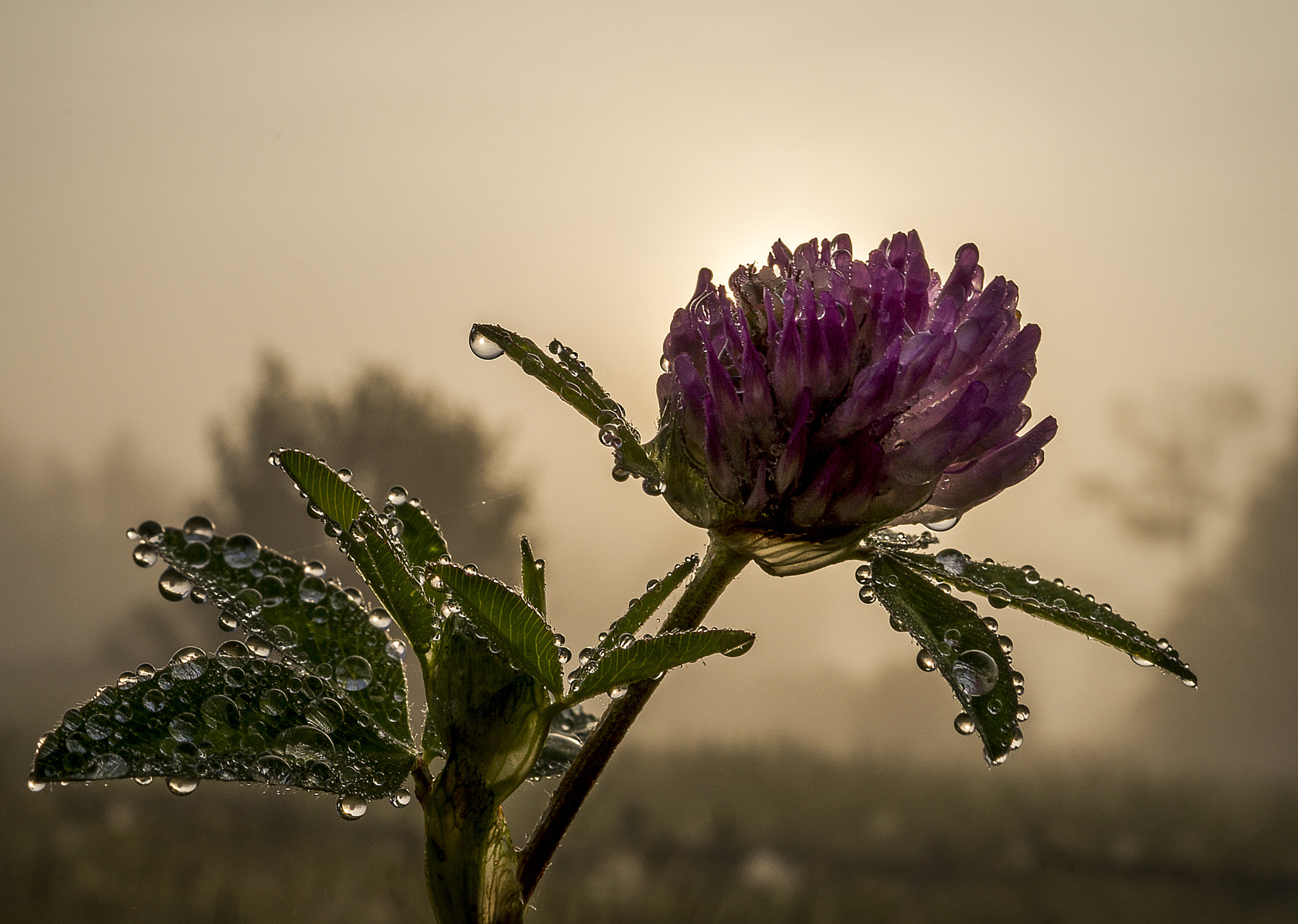 Sony DT 30mm F2.8 Macro SAM sample photo. Light.... photography