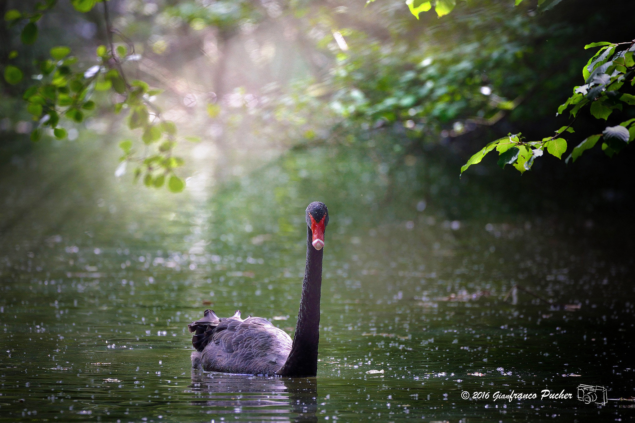 Sigma 150-600mm F5-6.3 DG OS HSM | C sample photo. Black swan photography