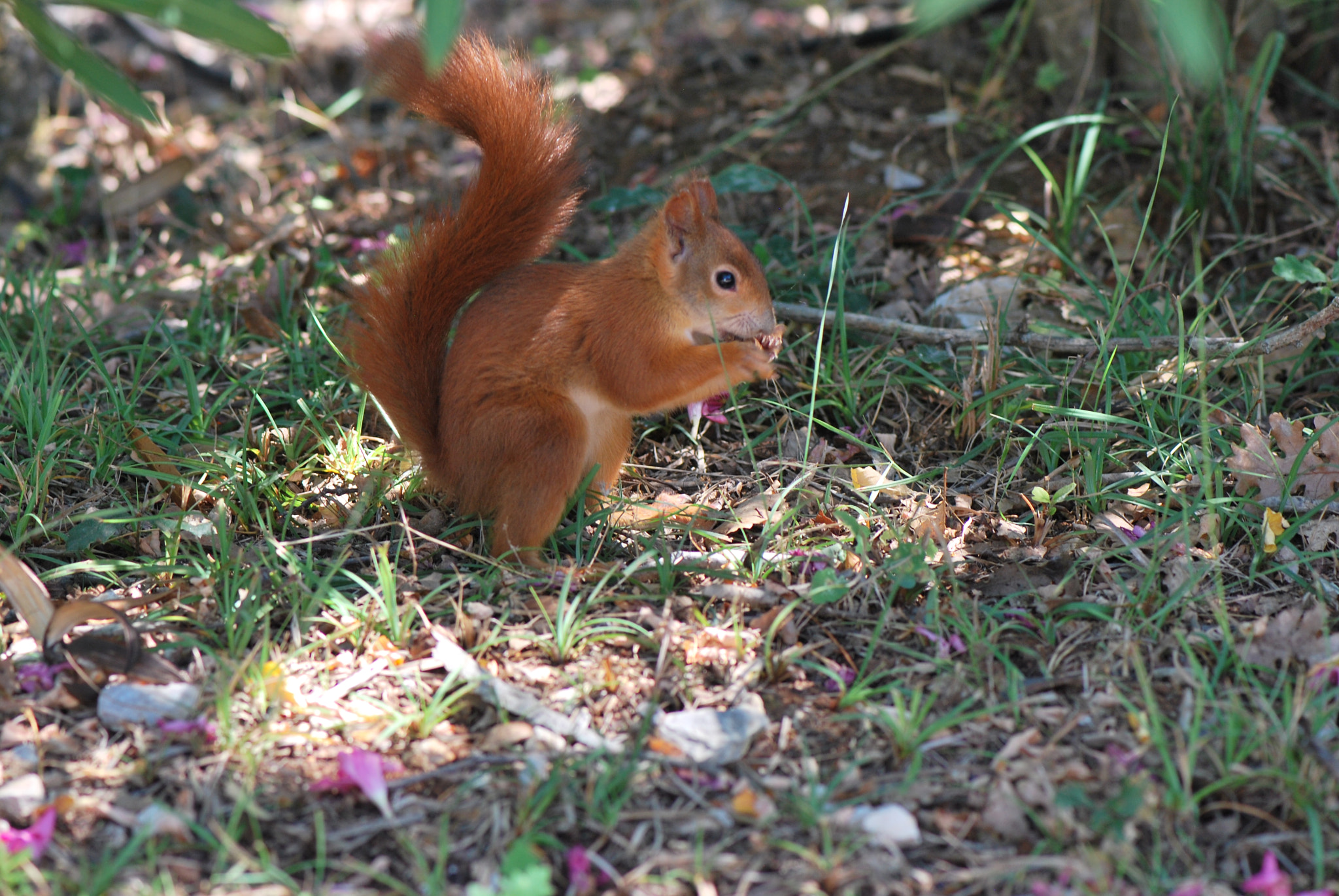 Nikon D60 sample photo. Squirrel photography