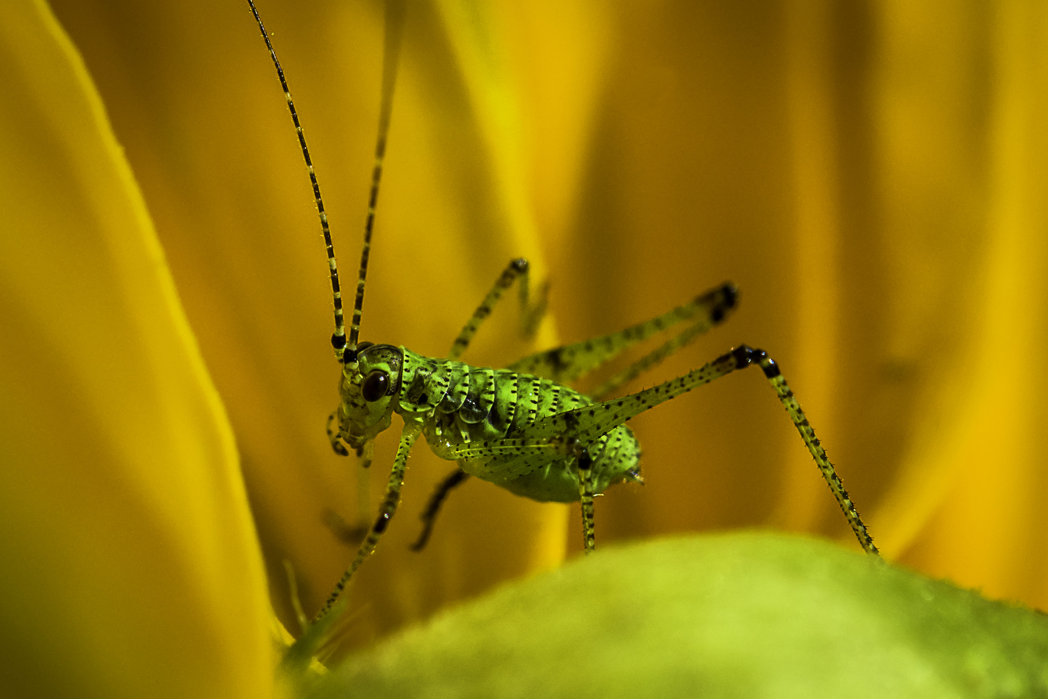 Tamron SP AF 60mm F2 Di II LD IF Macro sample photo. Grasshoper photography