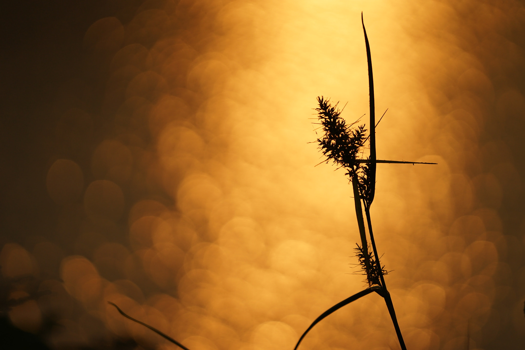 Sony FE 70-200mm F4 G OSS sample photo. A sunset grass photography