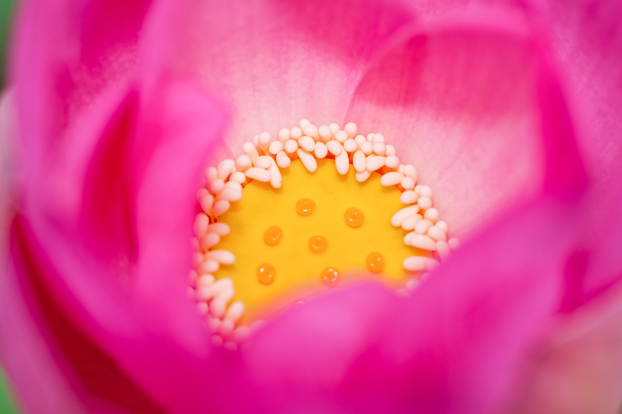 Voigtlander Macro APO-Lanthar 125mm F2.5 SL sample photo. Lotus photography