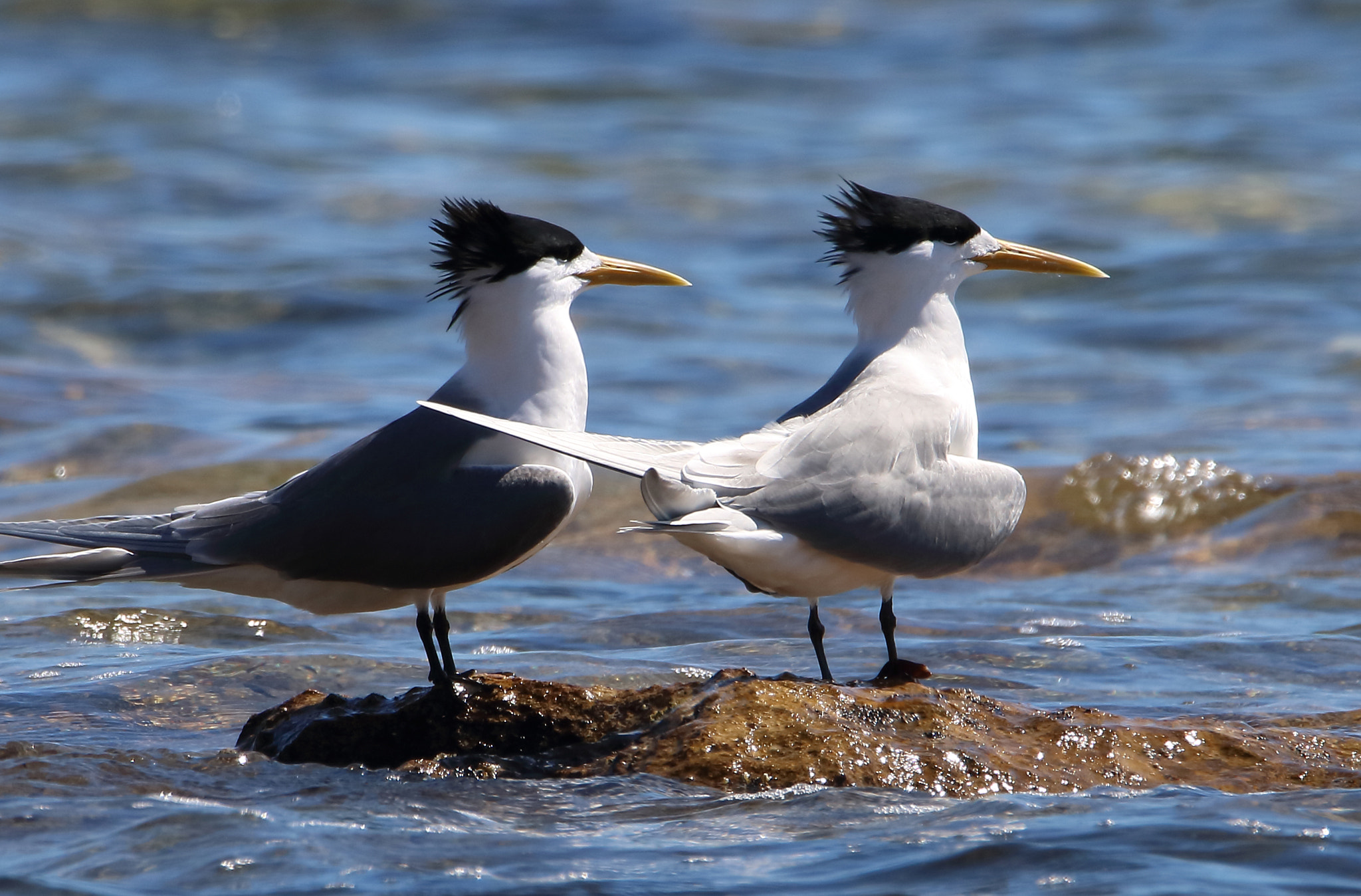 Tamron SP 150-600mm F5-6.3 Di VC USD sample photo. Terns photography