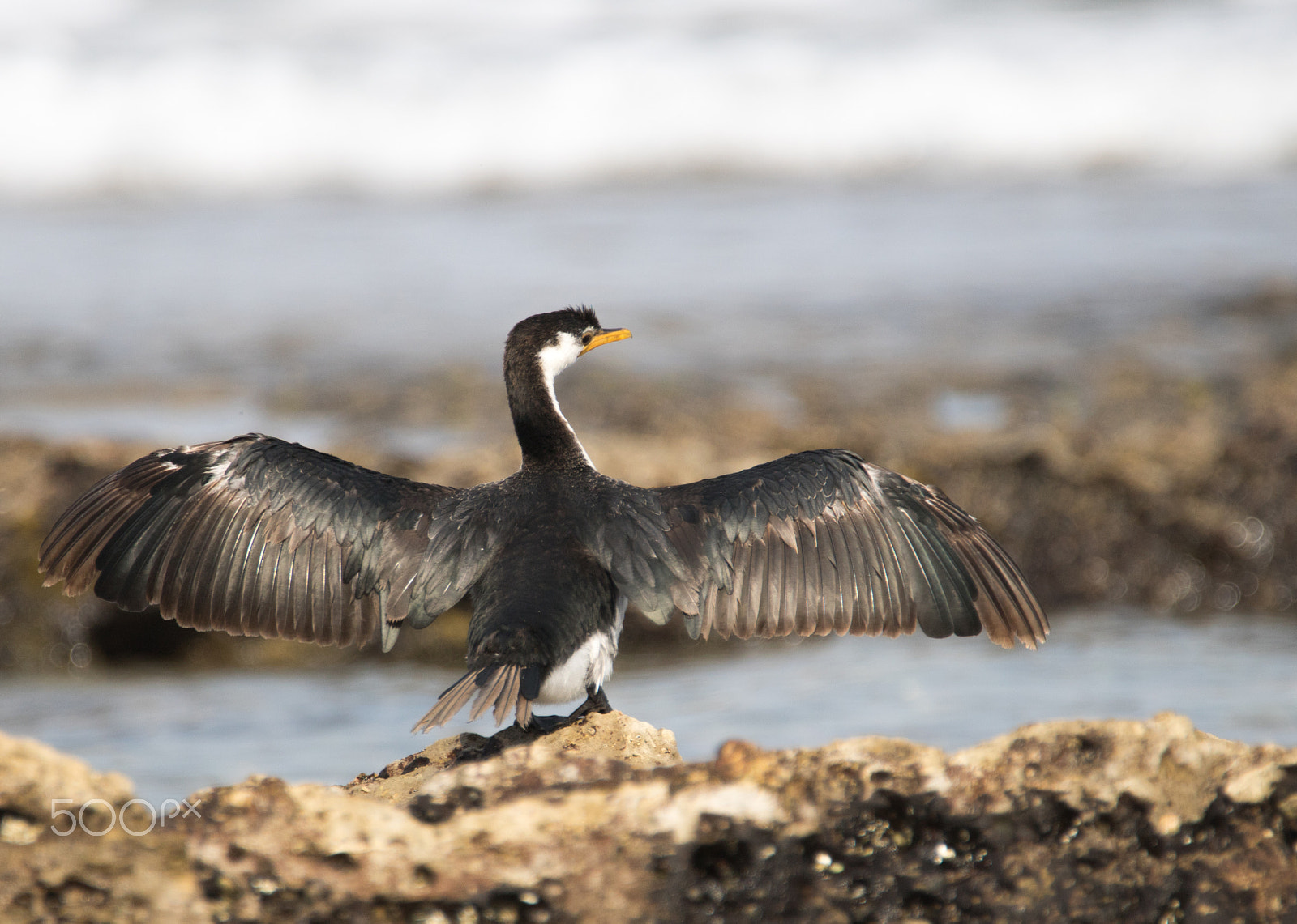 Tamron SP 150-600mm F5-6.3 Di VC USD sample photo. Cormorant photography