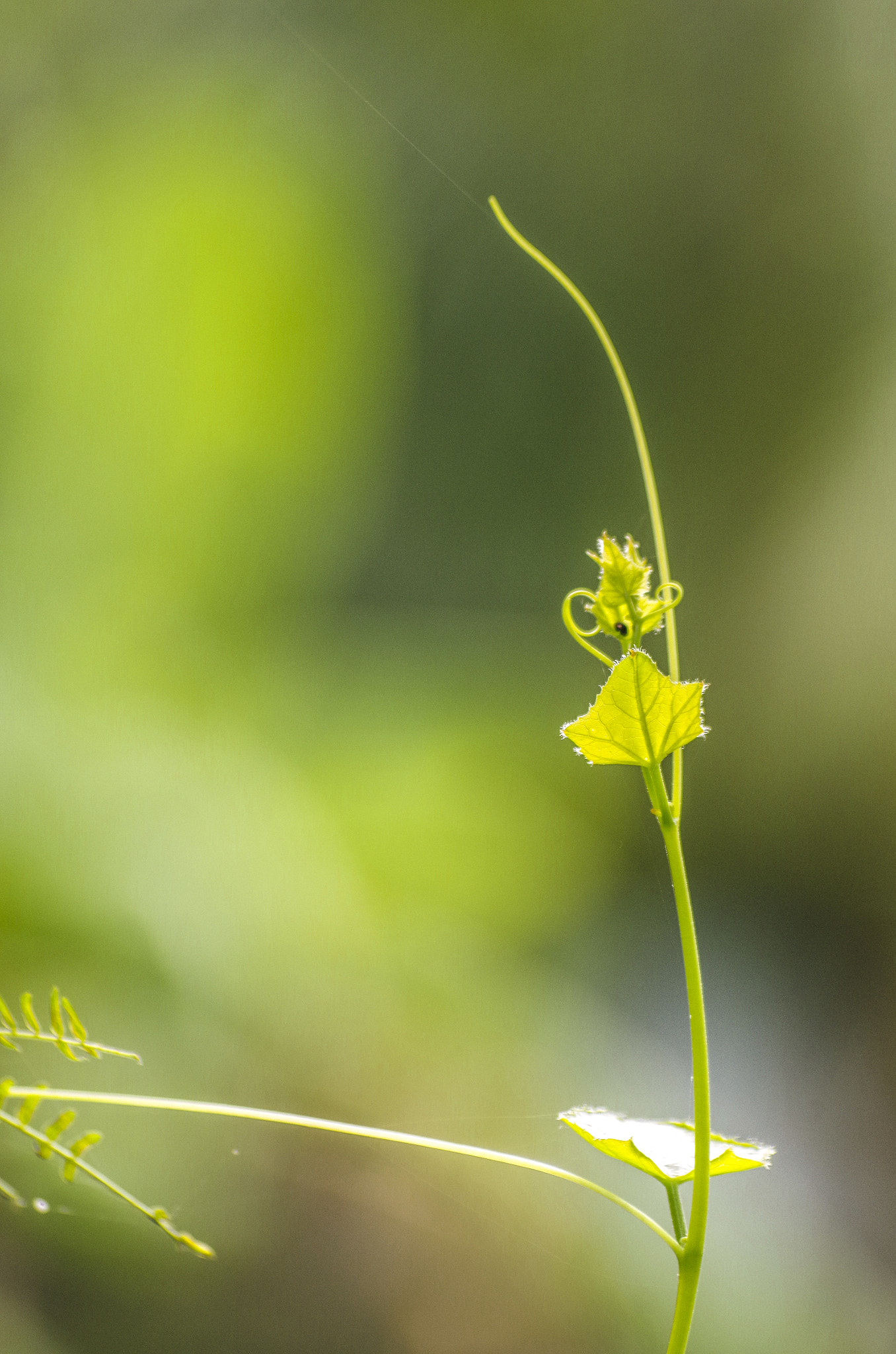 Pentax K-50 + smc PENTAX-FA 70-200mm F4-5.6 sample photo. Lộc non photography