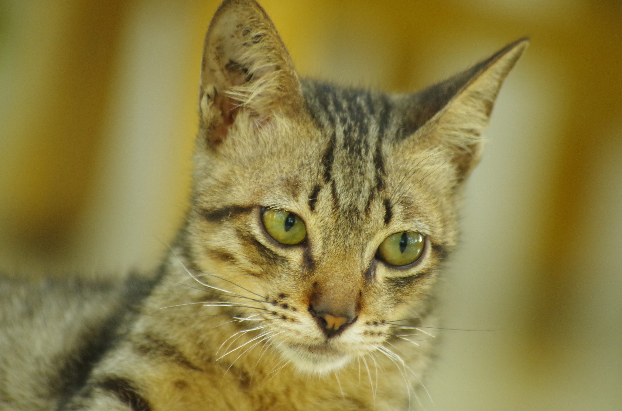 smc PENTAX-FA 70-200mm F4-5.6 sample photo. Sad cat photography