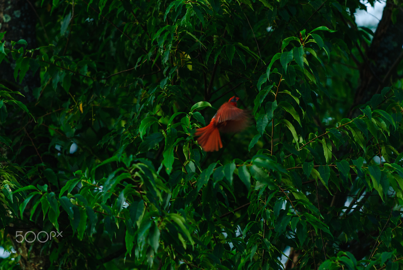 Nikon D200 sample photo. Cardinal photography