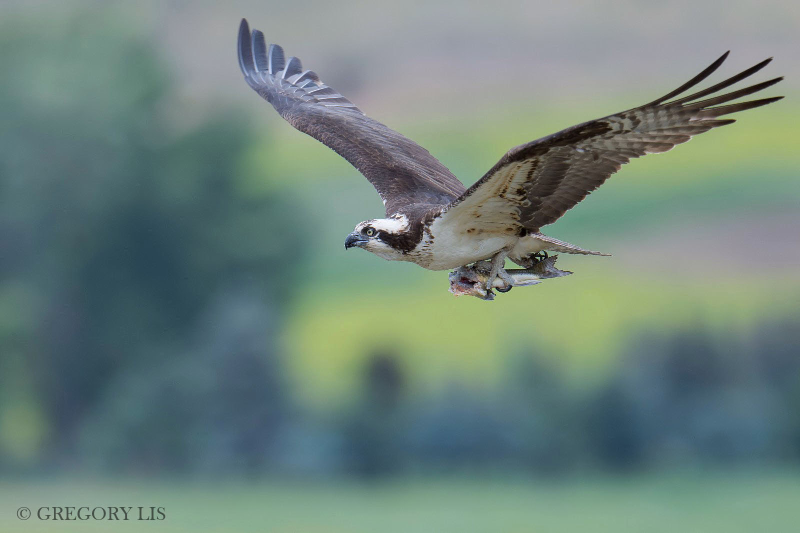 Nikon D7200 + Nikon AF-S Nikkor 500mm F4G ED VR sample photo. Osprey photography