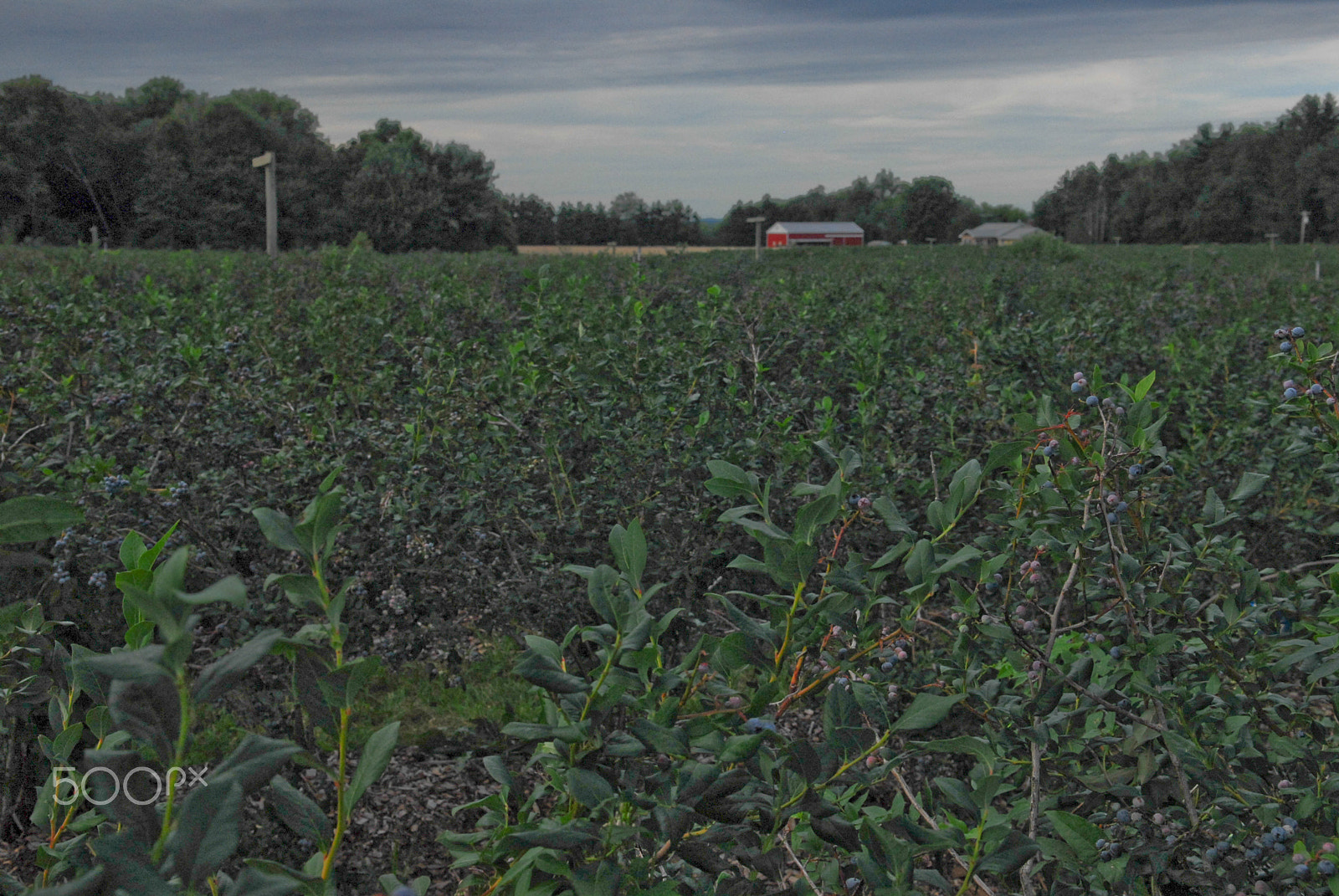 Nikon D200 sample photo. Blueberry field photography