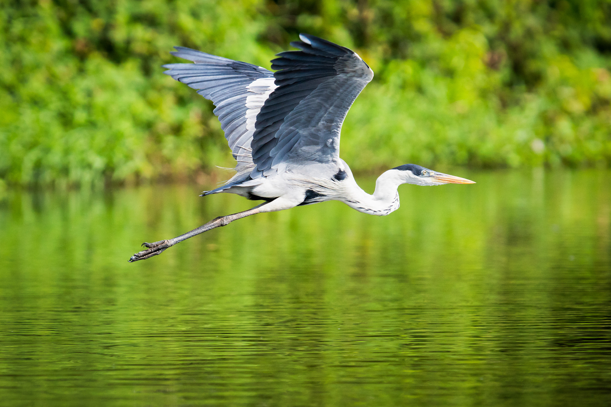 300mm F2.8 G sample photo. Cocoi heron 3 photography