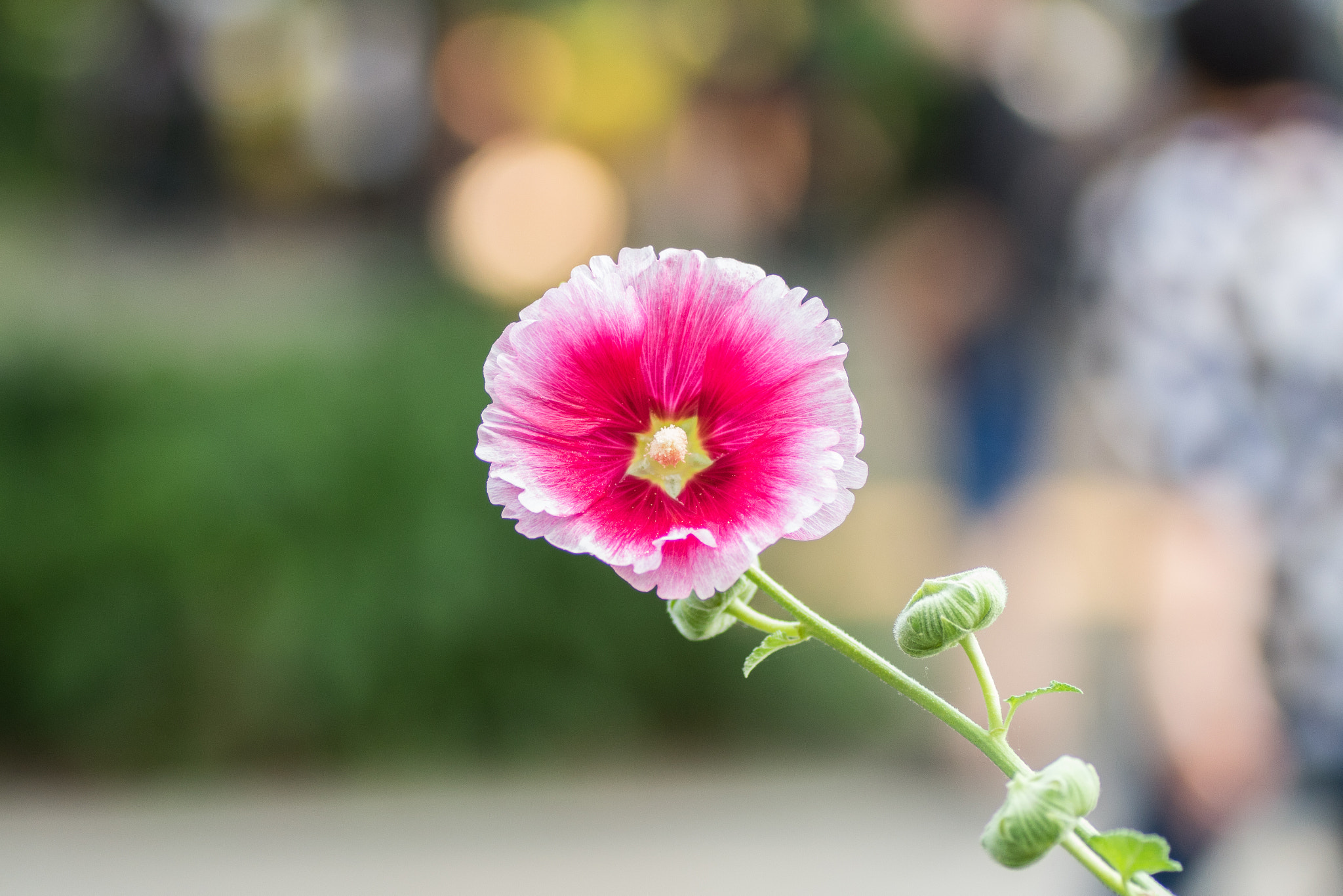 Canon EOS M2 + Tamron SP AF 90mm F2.8 Di Macro sample photo. Flower photography