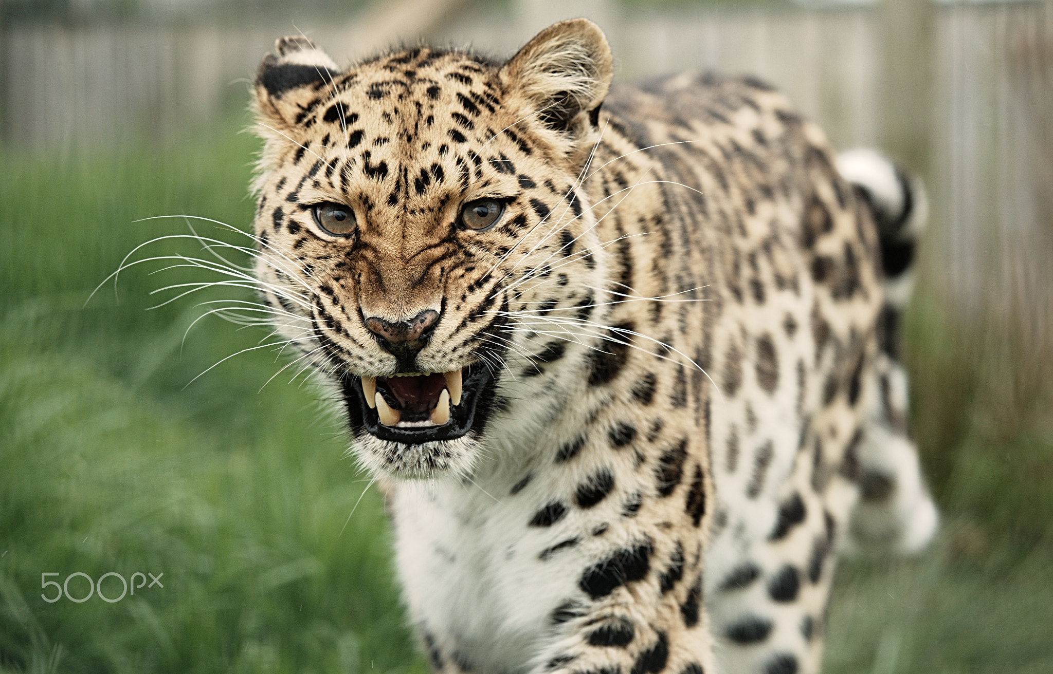 Amur Leopard