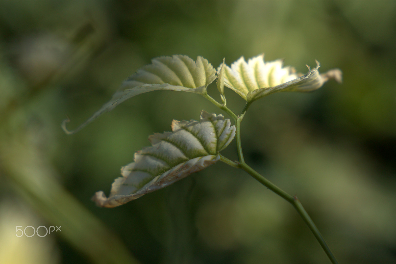 Canon EF 24-105mm F3.5-5.6 IS STM sample photo. Green is green photography
